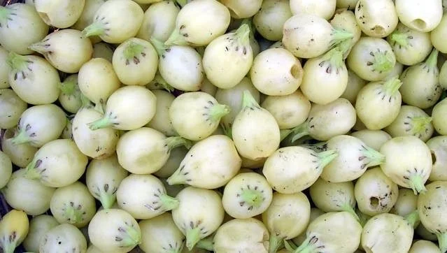 New Business Categories and Traditional Indian Ingredients