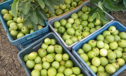 Biochemical Changes in Sun-dried Guava Pulp