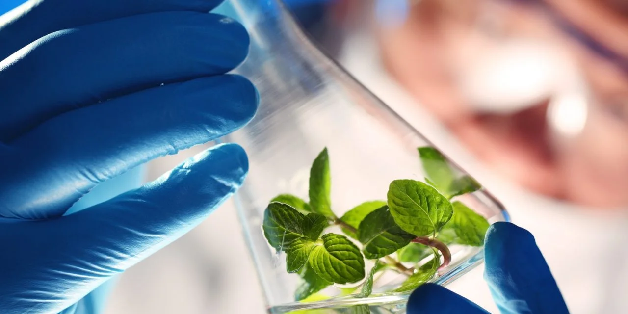 FSSAI Lay Down Rules for Genetically Modified Foods, but…