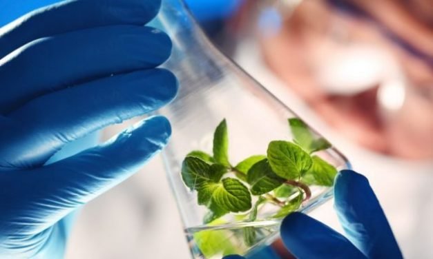FSSAI Lay Down Rules for Genetically Modified Foods, but…