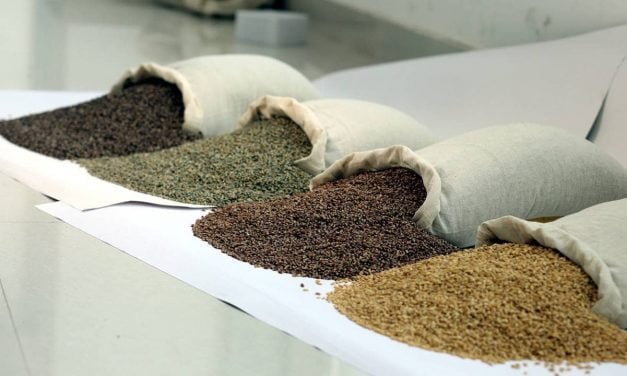 Coloured Wheat: Adding a Splash of Colour and Health to Wheat!