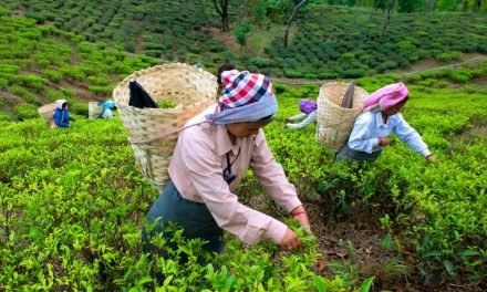 Tea Estates Join Eat Right Certification Programme