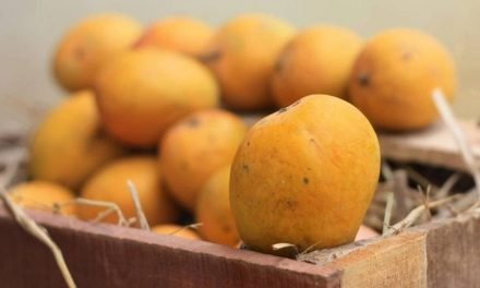 No Indian mangoes for the US: second year in a row