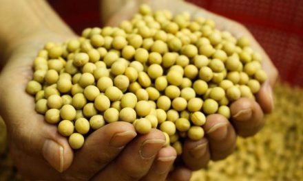 SFPWA Demands Duty-free Import of Non-GM Food Specialty Soybeans Under the TRQ Scheme