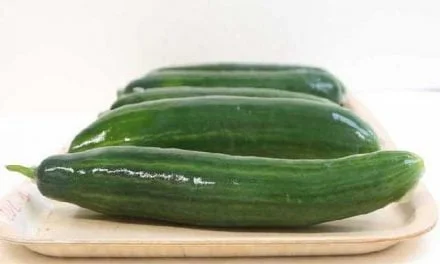 Students Create Novel Biobased Packaging for Cucumbers – Called DipWrap