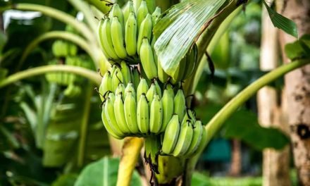 Banana exports from India: Prospects  & Procedure