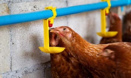 USDA’s Effort to Reduce Salmonella Illnesses Linked to Poultry