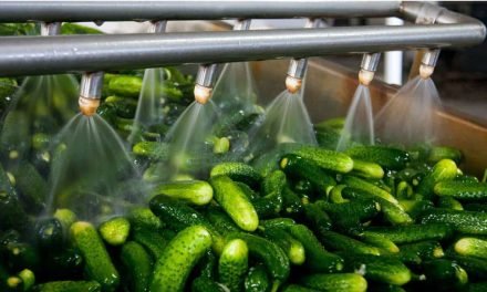 India top exporter of gherkins in the world