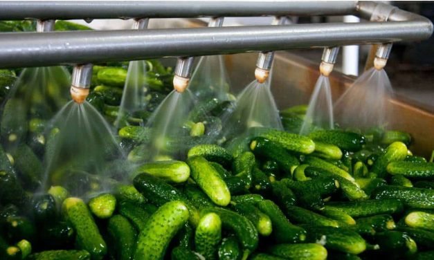 India top exporter of gherkins in the world