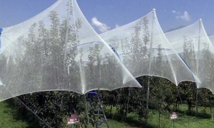 Kashmir apple growers go the European way, install anti-hail nets
