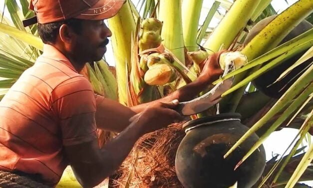 Value Addition of Palmyra Palm Products