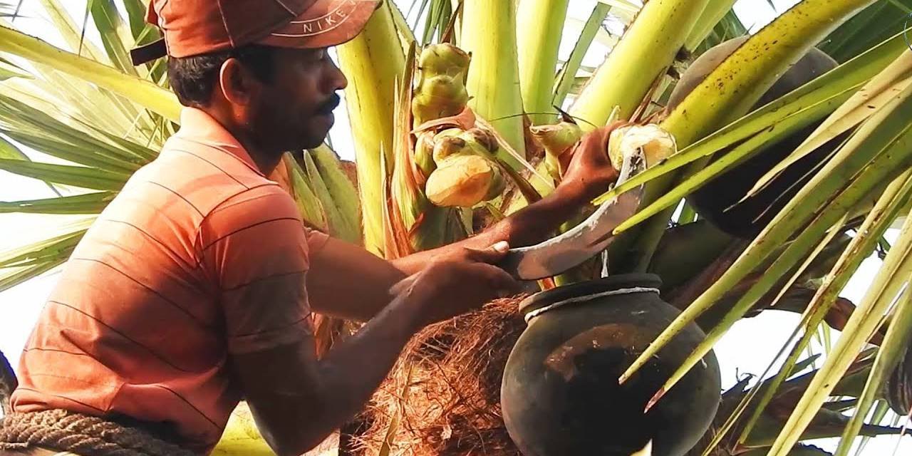 Value Addition of Palmyra Palm Products