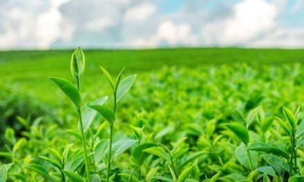 PepsiCo to Invest in US Regenerative Agriculture Practices