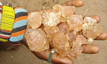 Sudan conflict threatens supply of gum arabic