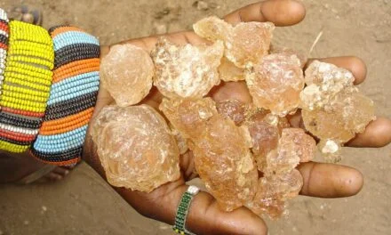 Sudan conflict threatens supply of gum arabic