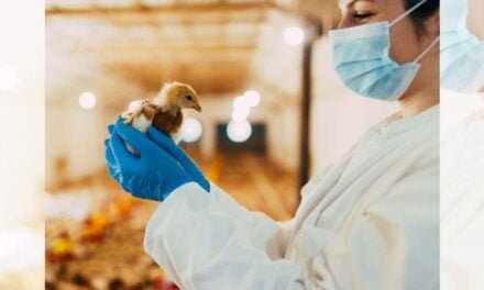 Raising Food Animals without Antibiotics: Tackling Antimicrobial Resistance
