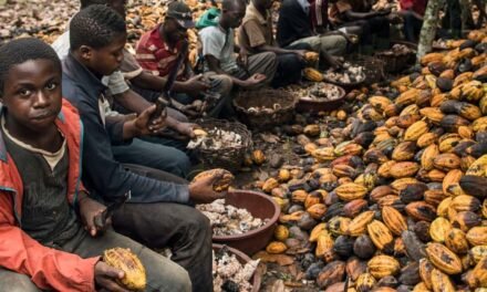 US Govt Sued Over Cocoa Imports Linked to Child Labour