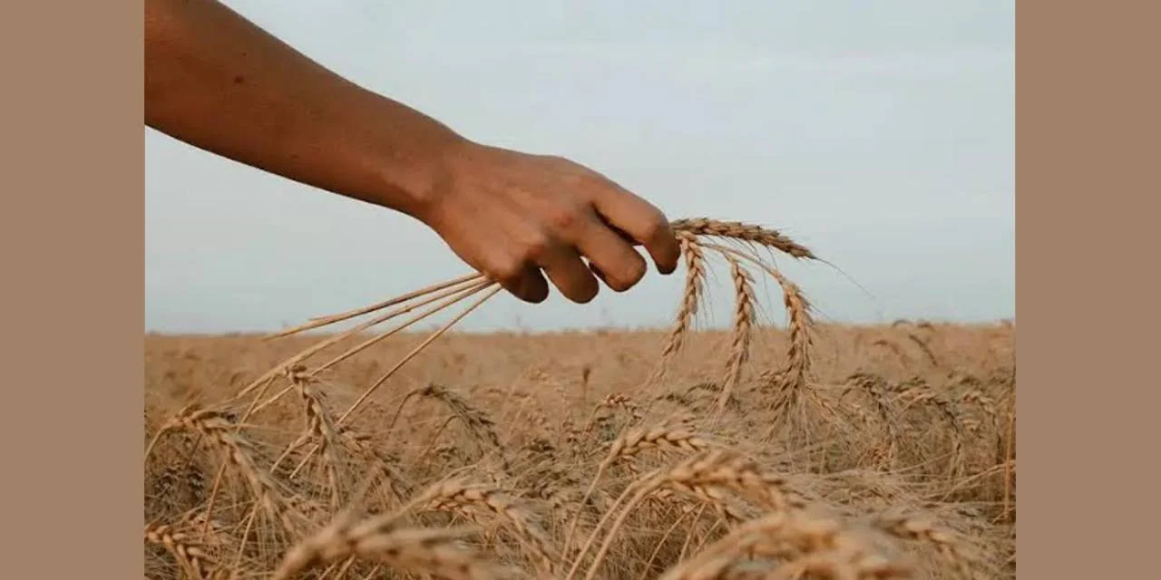 Pure Flour From Europe – Top Quality Flour Now in India