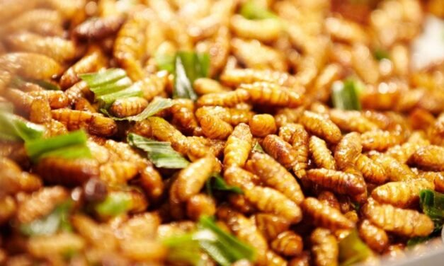 CSRTI and CFTRI team-up to develop food products from silkworm pupae