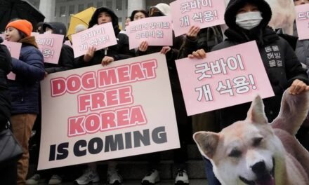 South Korea passes Bill to ban dog meat trade