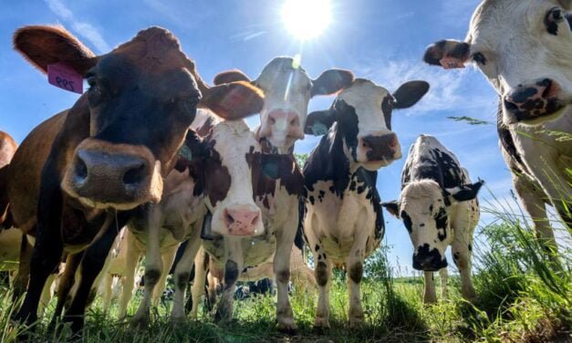 Ajinomoto and Danone Partner to Reduce GHG from Dairy Industry