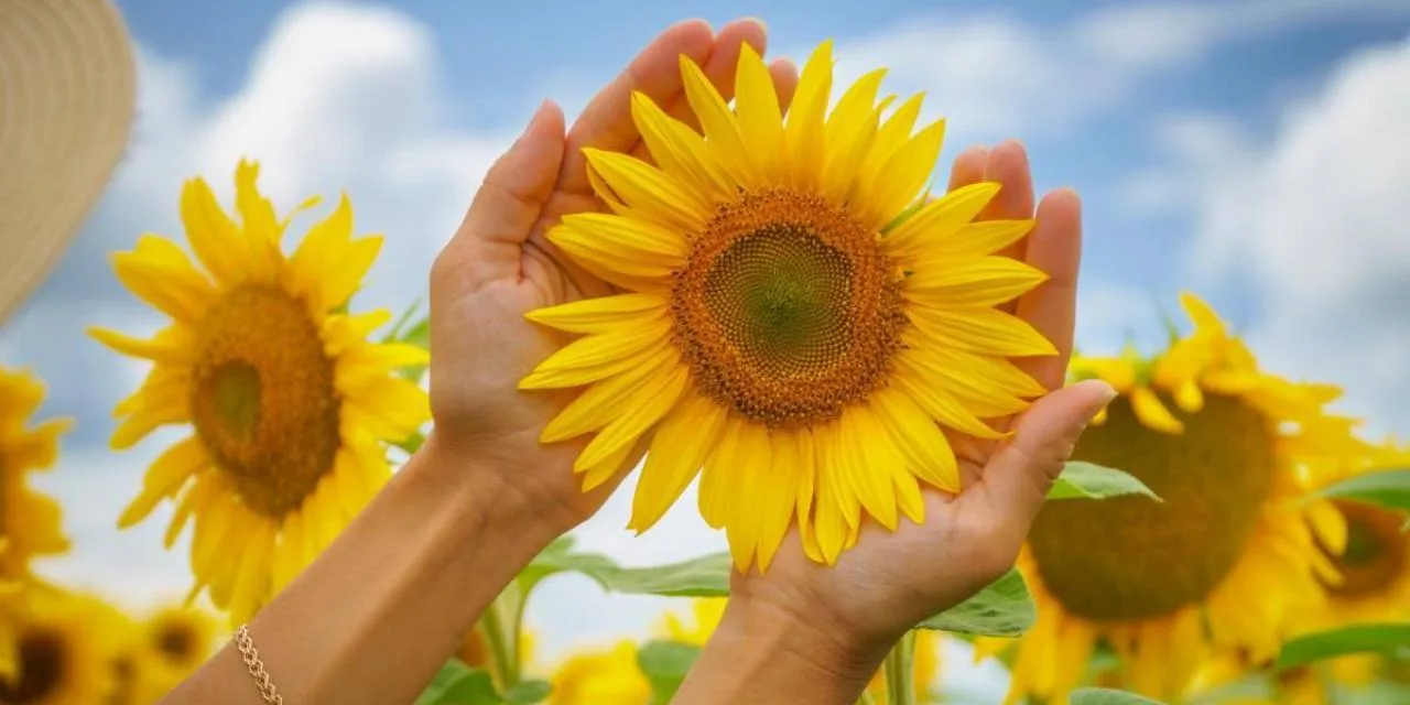 Kensing Unveils ‘Sun E’: A Sustainable Spark in the Vitamin E Market