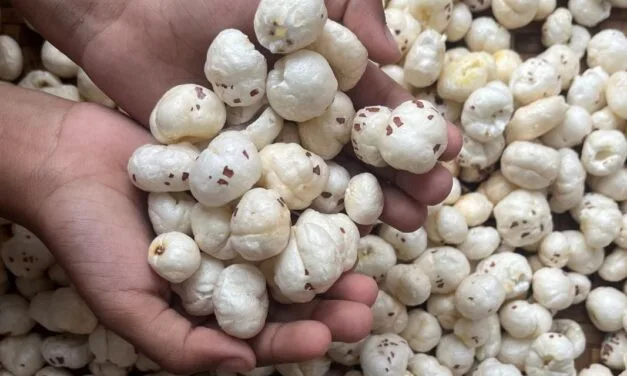 Makhana Board: Push to Traditional Superfood into Global Power Snack