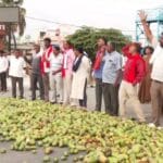 Tamil Nadu Mango Farmers Struggle as Pulp Factories Halt Procurement, Exports Decline