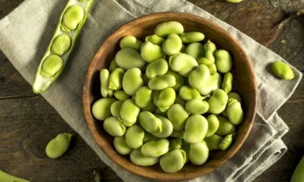 Burcon launched 90% pure fava protein isolate