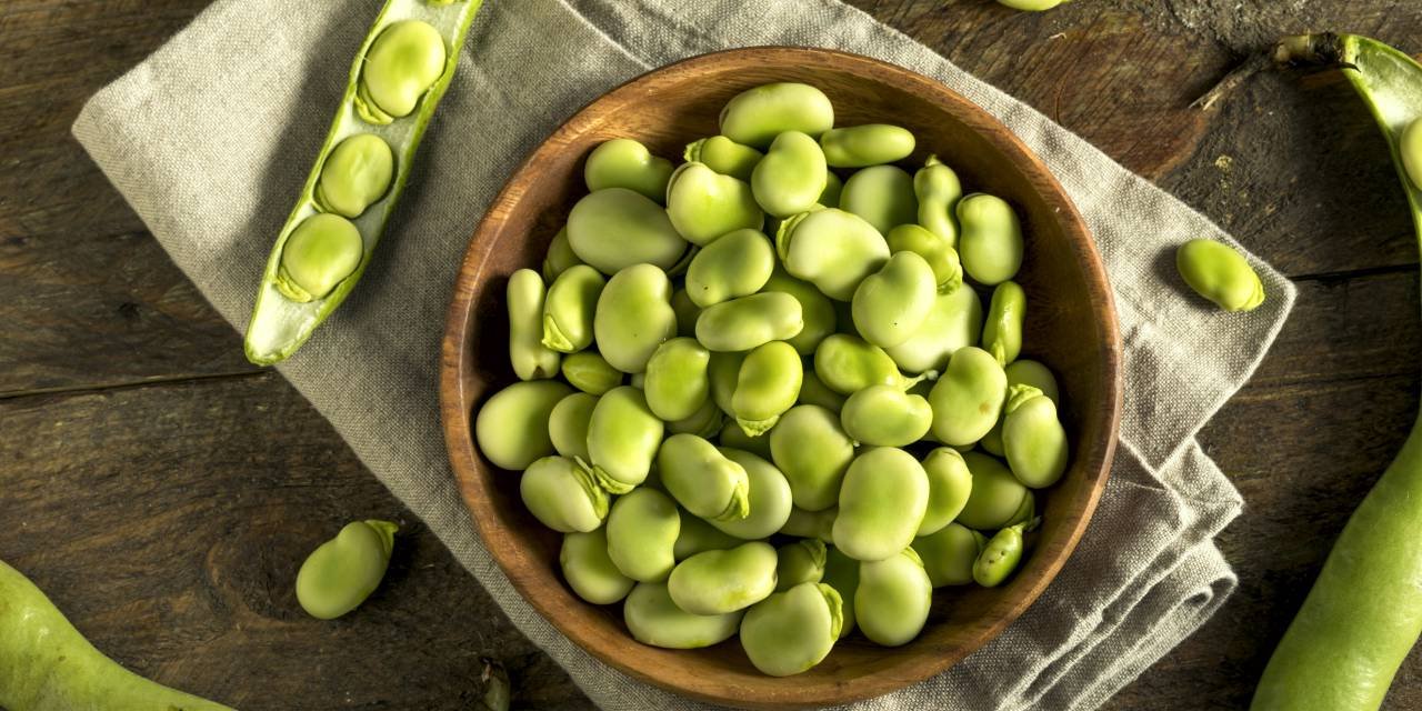 Burcon launched 90% pure fava protein isolate