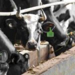 India’s Livestock Sector: Opportunities and Challenges