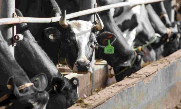 India’s Livestock Sector: Opportunities and Challenges