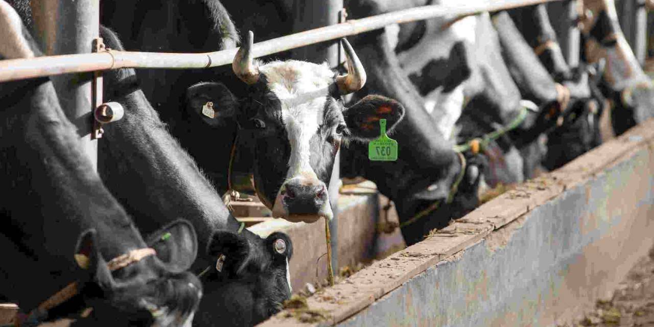 India’s Livestock Sector: Opportunities and Challenges
