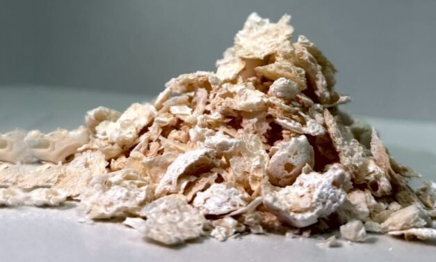 Japanese Scientists Develop Biodegradable Plastic Alternative Using Bacteria