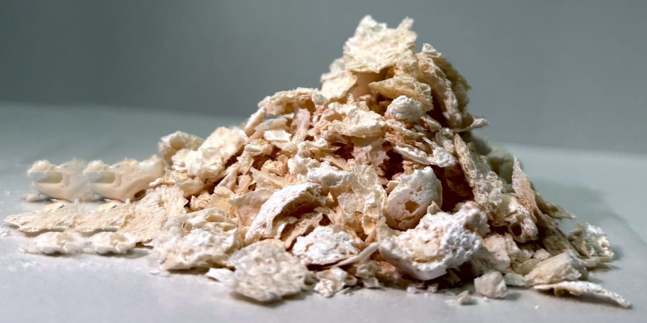 Japanese Scientists Develop Biodegradable Plastic Alternative Using Bacteria