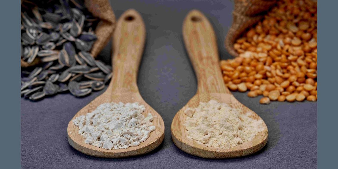 Burcon Pea and Sunflower Proteins Outshine in Plant-Based Cheese Study