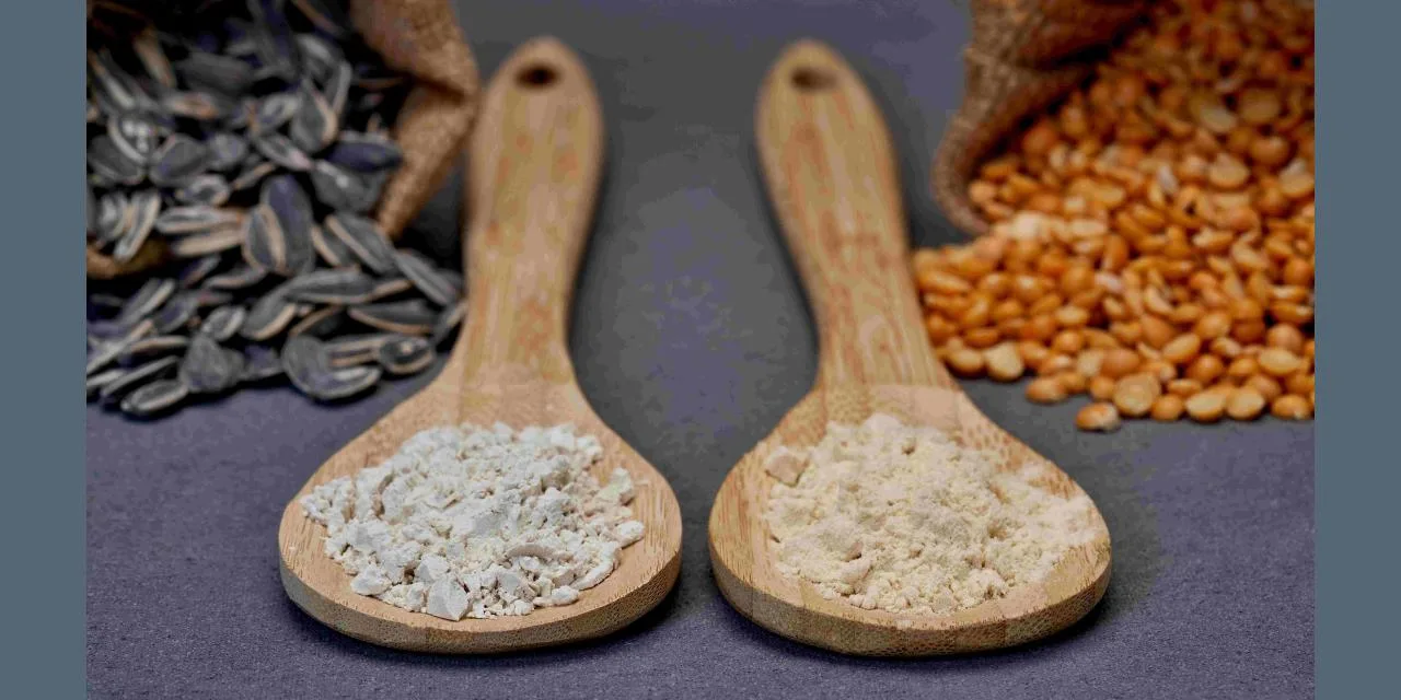 Burcon Pea and Sunflower Proteins Outshine in Plant-Based Cheese Study