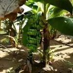 India Launches First Mutant Banana Variety: Kaveri Vaaman