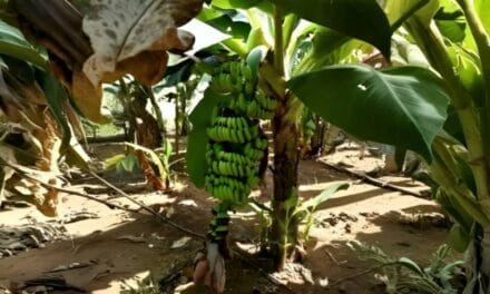 India Launches First Mutant Banana Variety: Kaveri Vaaman