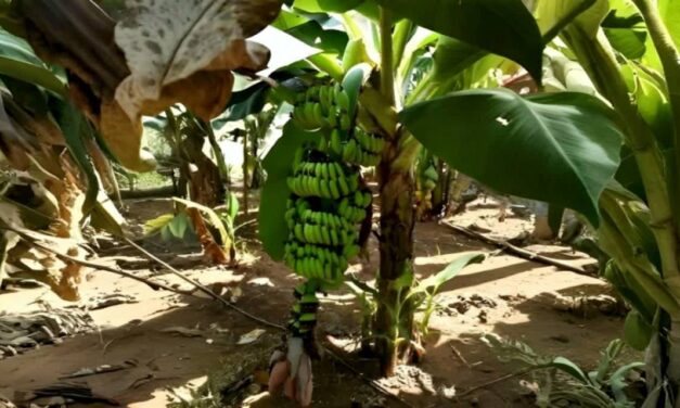 India Launches First Mutant Banana Variety: Kaveri Vaaman
