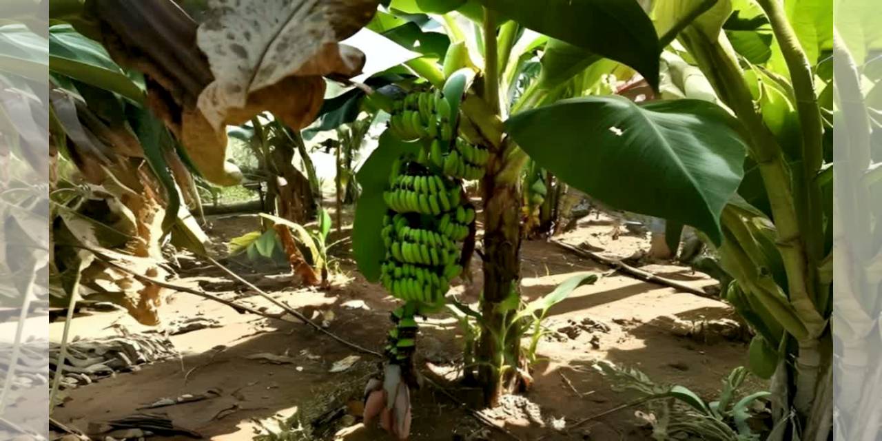 India Launches First Mutant Banana Variety: Kaveri Vaaman