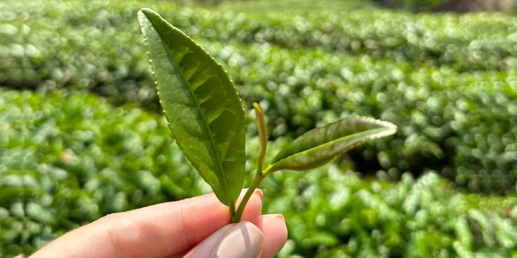 FSSAI Tightens Tea Labelling Norms: Only Camellia sinensis Products Can Be Sold as Tea camellia-sinensis-based-products