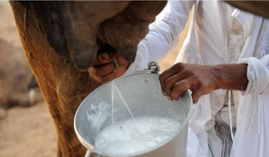 sarhad dairy procured camel milk