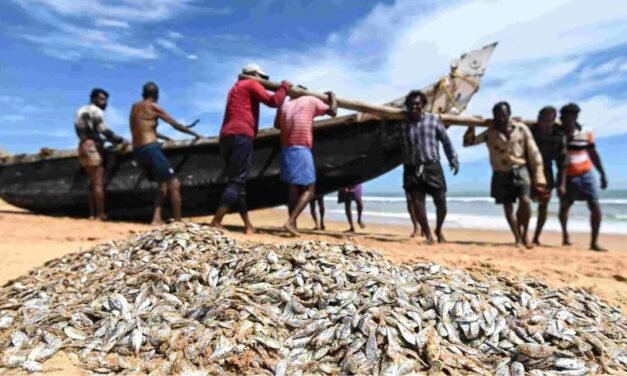 India’s Fish Production Doubles in a Decade, Strengthening Global Position