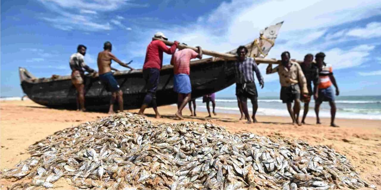 India’s Fish Production Doubles in a Decade, Strengthening Global Position